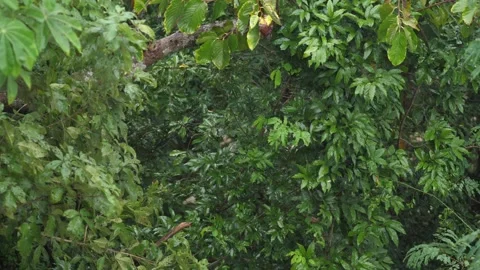 Raining day in tropical forest. rain drop on banana tree. parasite tree. 스톡 동영상 167244818