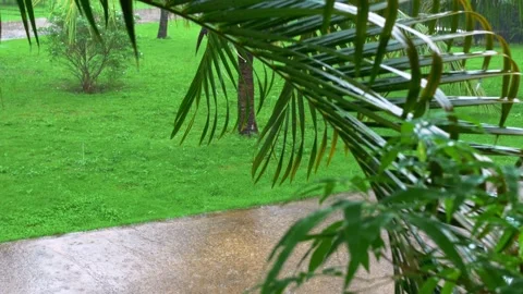 Raining day in tropical forest. rain drop on leaf tree. Heavy Rain Falling On Video stock 220187333