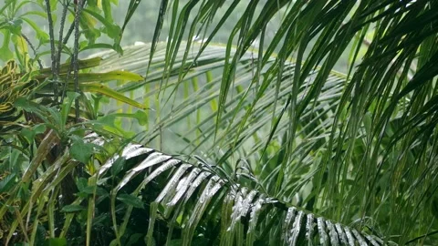 Raining day in tropical forest. Rain drop on palm tree background. Stock Footage 222065427