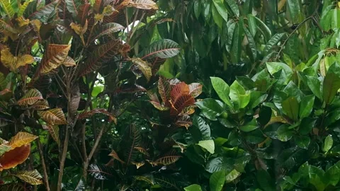 Raining day in tropical forest. Rain drop on leaves background. Video stock 222065670