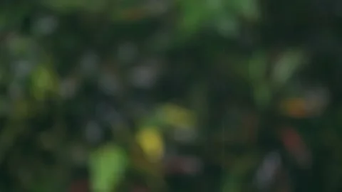 Raining day in tropical forest. Rain drop on blur leaves background Stock Footage 222065951