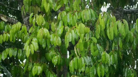 Raining day in tropical forest. Rain drop on durian tree. Stock Footage 222066040