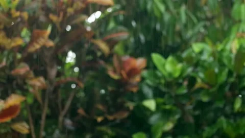 Raining day in tropical forest. Rain drop on palm tree background. Stock Footage 222783156