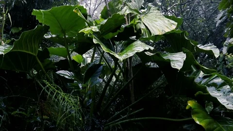 Raining day in a tropical forest. rain drop on trees Stockbeeldmateriaal 237888538
