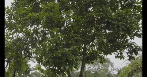 Raining day in tropical forest. rain drop on leaf trees. Stock Footage 305764952
