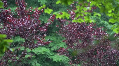 Raining day in tropical forest. rain drop on banana tree. parasite tree. sound Stock Footage 313838125