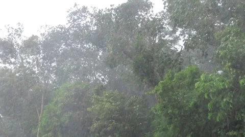 Raining day in tropical forest,thunder stom Stock Footage 252960409
