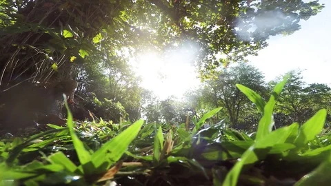Raining day under a tree Stock Footage 83595520