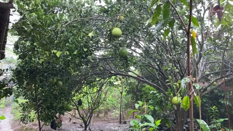 Raining on daylight, with green oranges attached on trees Stock Footage 312389783