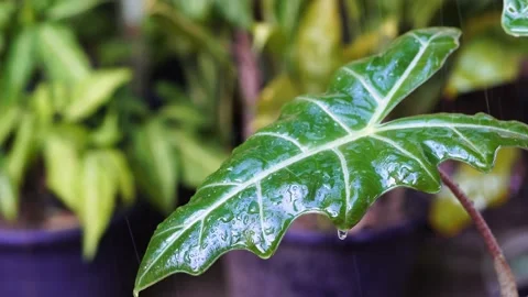 Raining down fresh green leaves with water droplets, relax with rain drops conce 스톡 동영상 206473811
