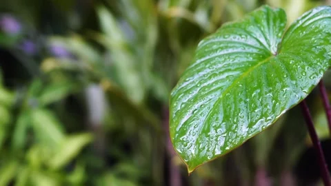 Raining down fresh green leaves with water droplets, relax with rain drops conce 스톡 동영상 206474601