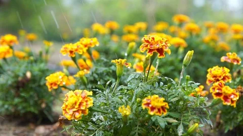 Raining drop on blooming flower in garden, slow motion Stock Footage 101018779