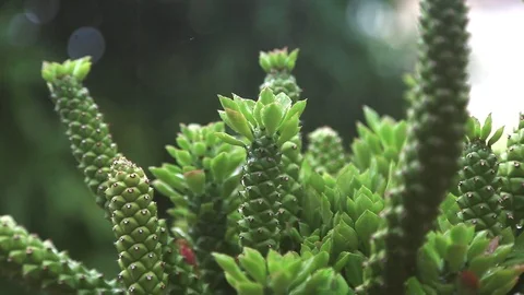 Raining drop on cactus tree Stock Footage 117665717