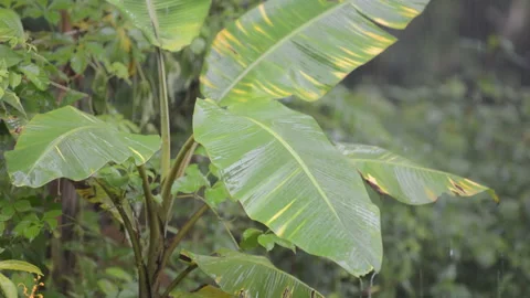 Raining drop Stock Footage 158659634