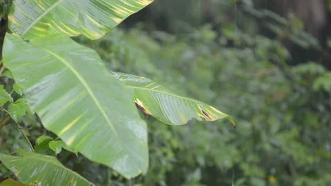 Raining drop Stock Footage 158883323