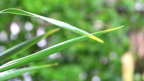 Raining drop on pandan leaf Stock Footage 117665782