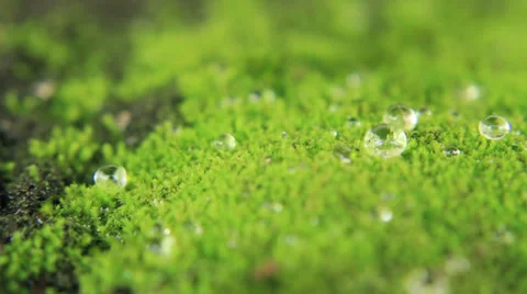 Raining droplets Stock Footage 33065536