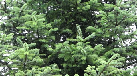 Raining Drops and Christmas Tree 動画素材 52859915