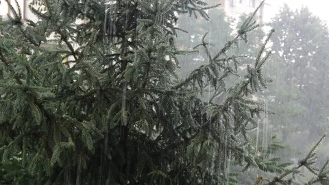 Raining in evergreen forest. Rain falling on pine tree in park. Heavy rain Stock Footage 119256283