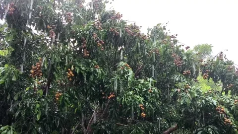 Raining is falling on Longan tree, outdoor Chiangmai Thailand. Stock Footage 314347524