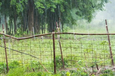 Raining in farm Stock Photos