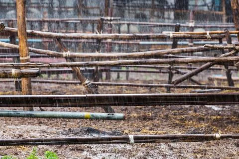 Raining in farm Stock Photos