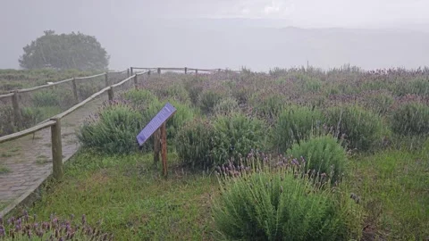 Raining on the fields Video stock 271097726