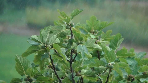 Raining on fig tree leaves Stock Footage 123836543