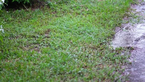 Raining on the floor and grass Vídeos de archivo 82397690