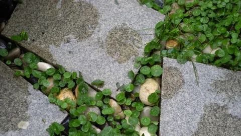 Raining at floor Stock Footage 197012915