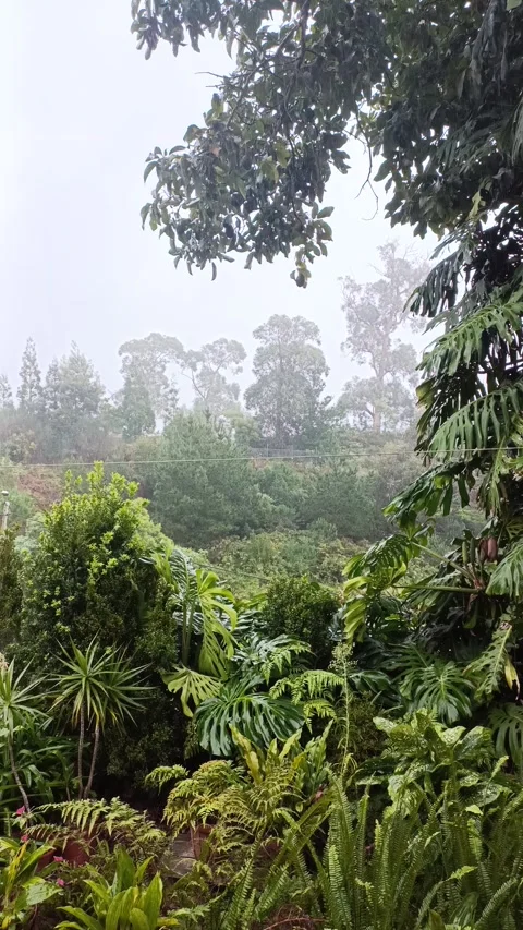 Raining in the florest Stock Footage 322170517