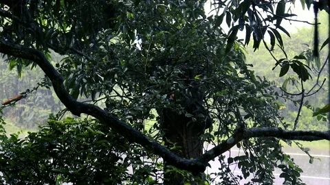 Raining in the Flower Garden Stockbeeldmateriaal 238688435