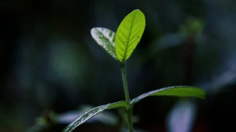 Raining in the flower garden. Raindrop on leaf tree, light Rain Falling Stockbeeldmateriaal 311710466