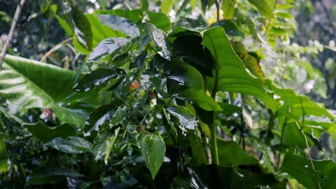 Raining in the flower garden. Raindrops on leaf tree Vídeos de archivo 238075558