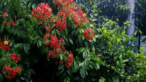 Raining in the flower garden. Raindrops on leaf tree Vídeos de archivo 238076824