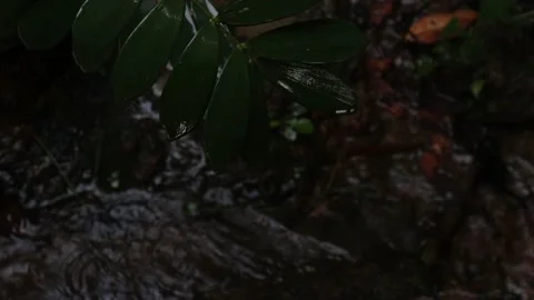 Raining in the flower garden. Raindrops on leaf tree Vídeos de archivo 238084302