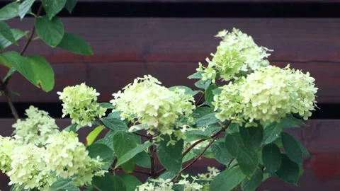 Raining on flower Hydrangea Paniculata  Stock Footage 215710679
