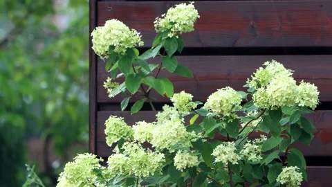 Raining on flower Hydrangea Paniculata  Stock Footage 215713111