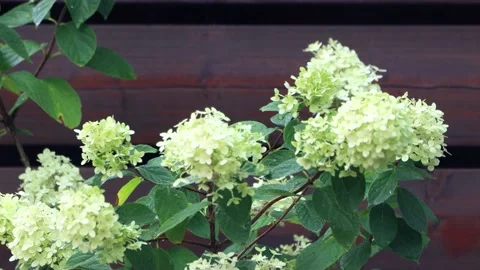 Raining on flower Hydrangea Paniculata  Stock Footage 215761645