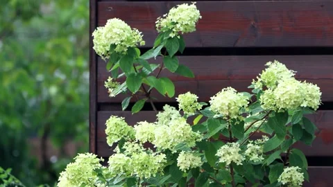 Raining on flower Hydrangea Paniculata  Stock Footage 221501820