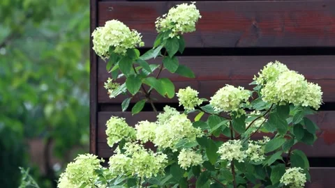 Raining on flower Hydrangea Paniculata  Stock Footage 221507571