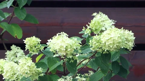 Raining on flower Hydrangea Paniculata  Stock Footage 290763123