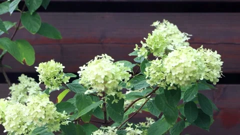 Raining on flower Hydrangea Paniculata  Stock Footage 290772801