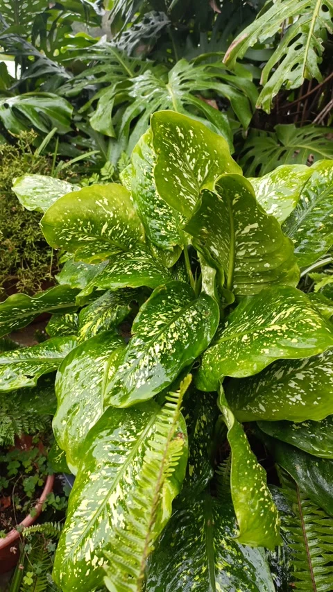 Raining in the flowers Stock Footage 322170257