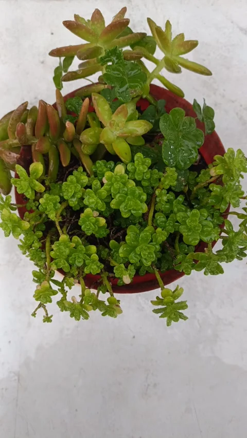 Raining in the flowers Stock Footage 322170294