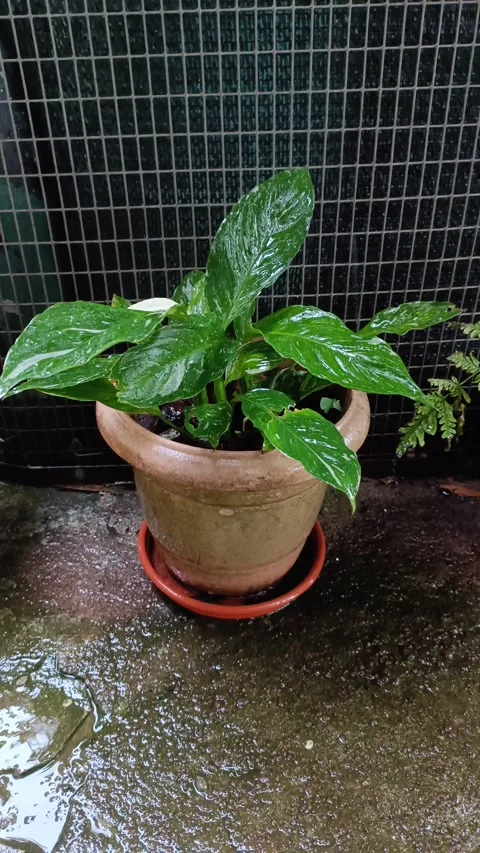 Raining in flowers Stock Footage 322170537