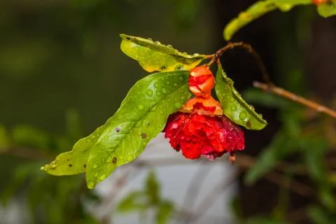 Raining on flowers . Stock Photos