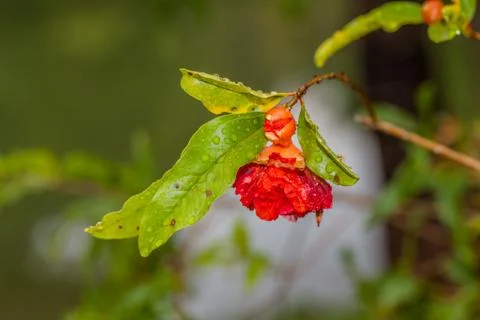 Raining on flowers . Stock Photos
