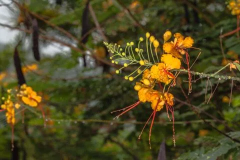 Raining on flowers . Stock Photos