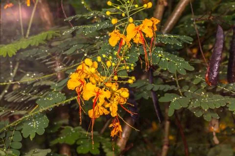 Raining on flowers . Stock Photos